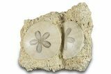 Two Fossil Sand Dollars - France #282927-1